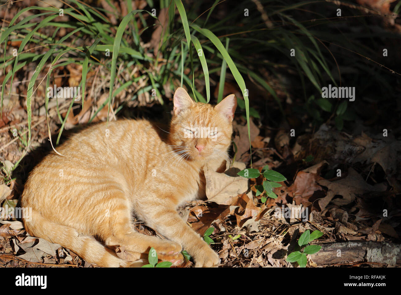 Golden tabby cat hi-res stock photography and images - Alamy