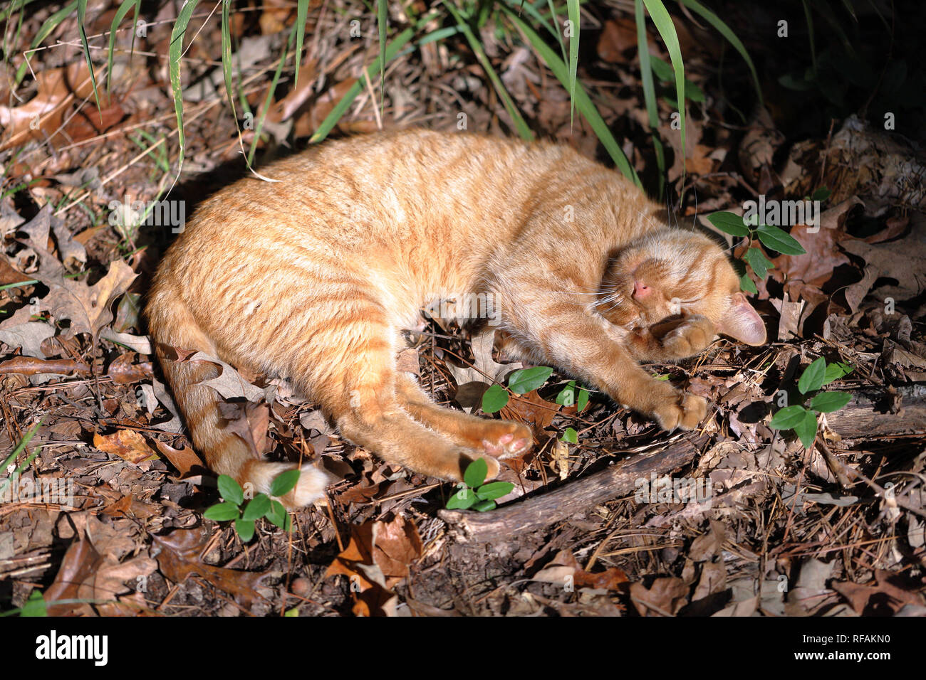 Orange Tabby Cat relaxing in natural woods in the fall Stock Photo - Alamy