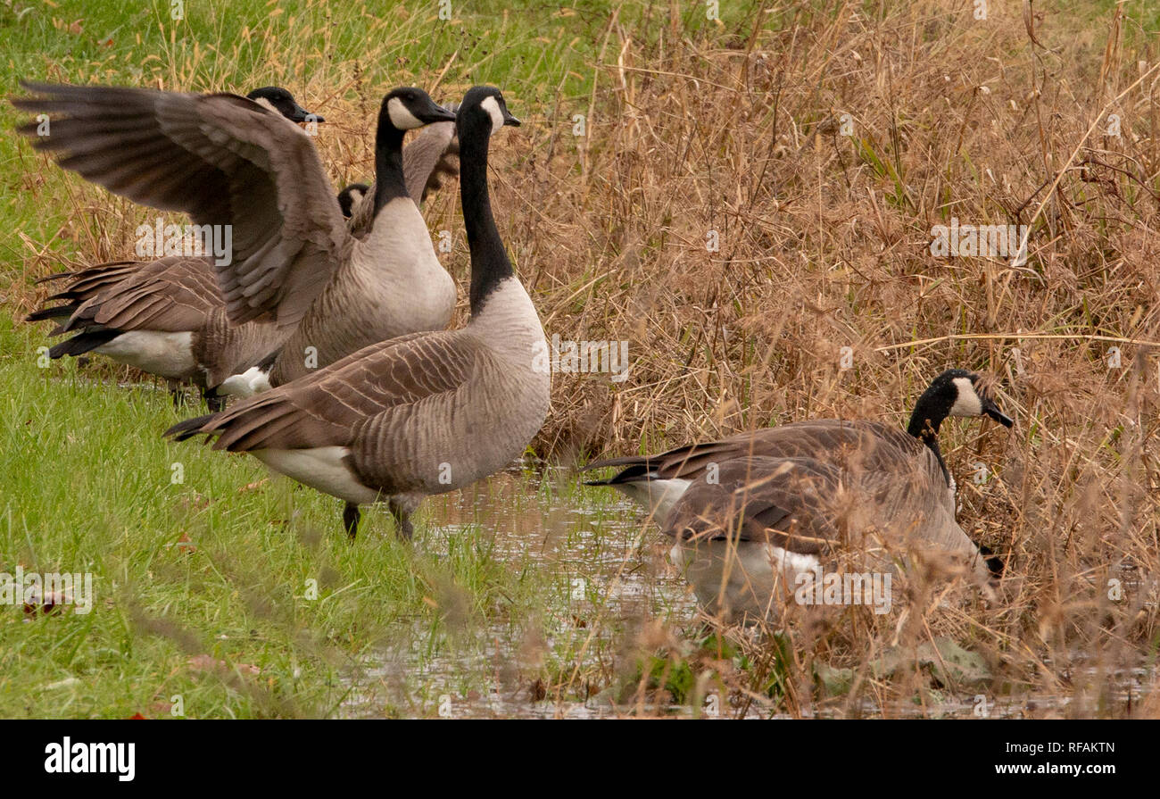 Canadian goose sounds the alarm Stock Photo - Alamy