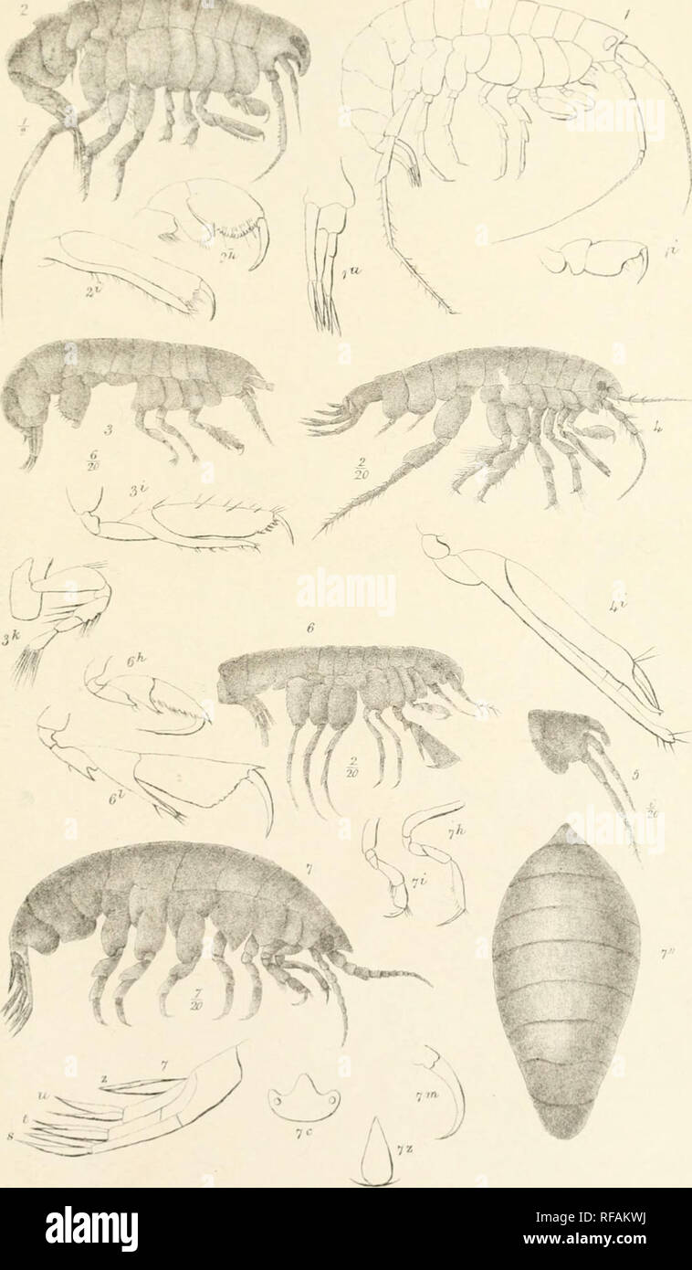 . Catalogue of the specimens of amphipodous Crustacea in the collection of the British Museum by C. Spence Bate. Amphipoda. PHO&gt; PI XVII , /â â *Â»Â»,. Ai niit W.West imp. 1 CEdicerus Novi-Zealandiae. 2.Monocabdes carinatas. 3.M Strmpsoni 4.Kroyeaarenaria.. 5.Westwoodiik hyalina. 6. Amphilochus manudens. 7.Darwinea compressa. Please note that these images are extracted from scanned page images that may have been digitally enhanced for readability - coloration and appearance of these illustrations may not perfectly resemble the original work.. British Museum (Natural History). Dept. of Zoolo Stock Photo