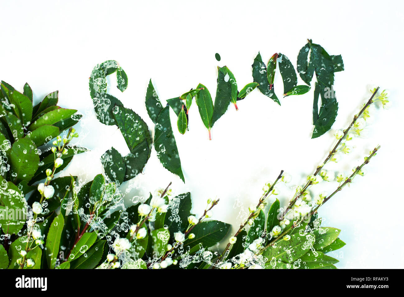 Green leaf with water drop background Stock Photo - Alamy