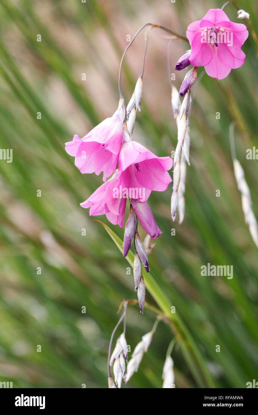 Dierama pulcherrimum hi-res stock photography and images - Alamy