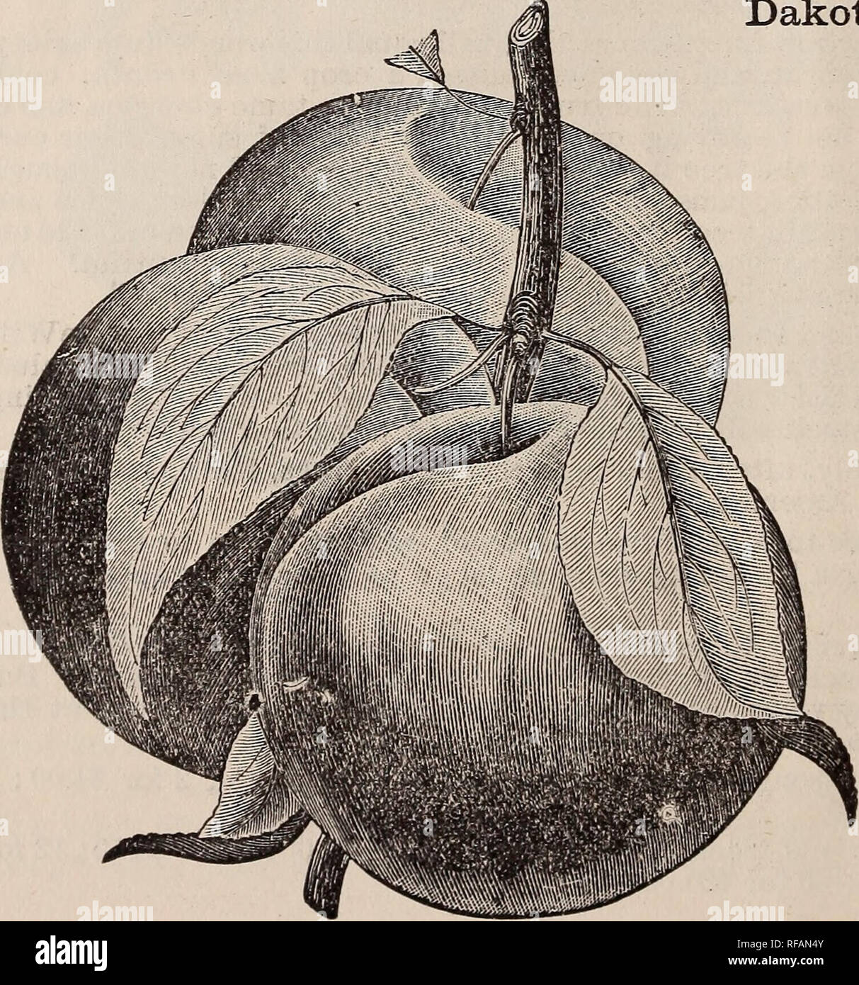 Dwarf plum hires stock photography and images Alamy