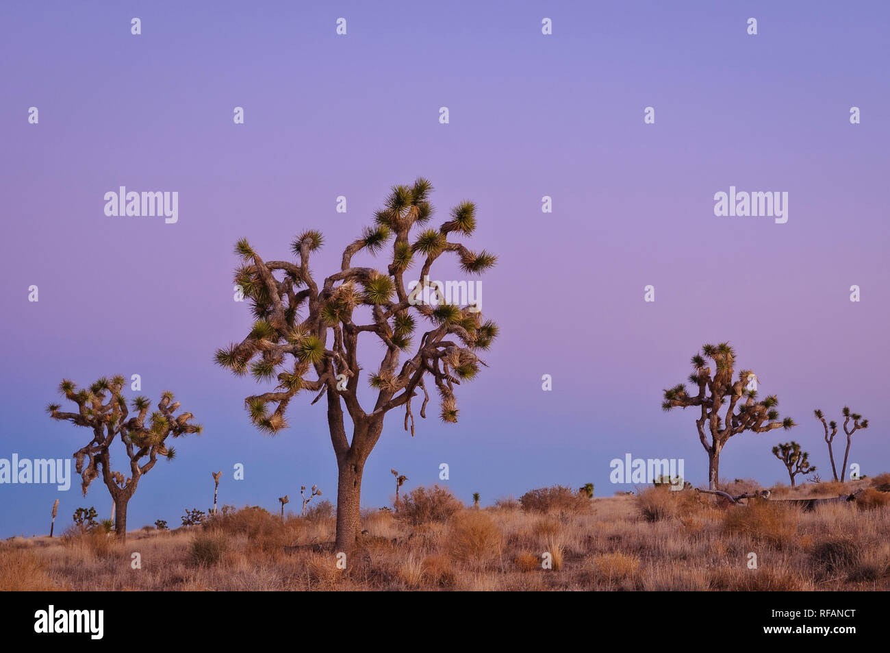 Joshua trees at dusk; Joshua Tree National Park, California. Stock Photo