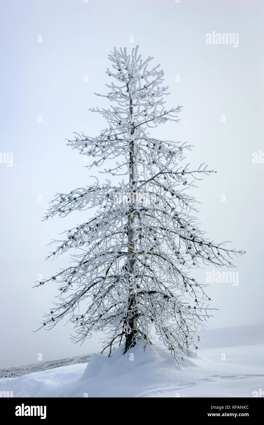Snow frosted tree branches hi-res stock photography and images - Alamy