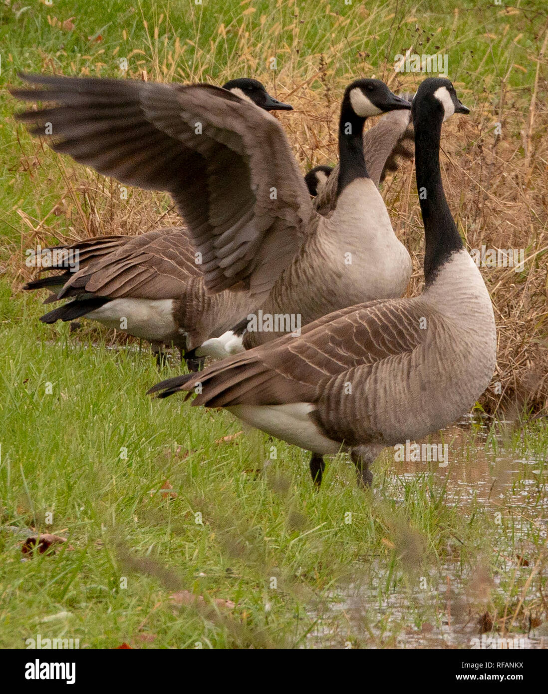 Next to a pond,geese are on guard for intruders Stock Photo Alamy