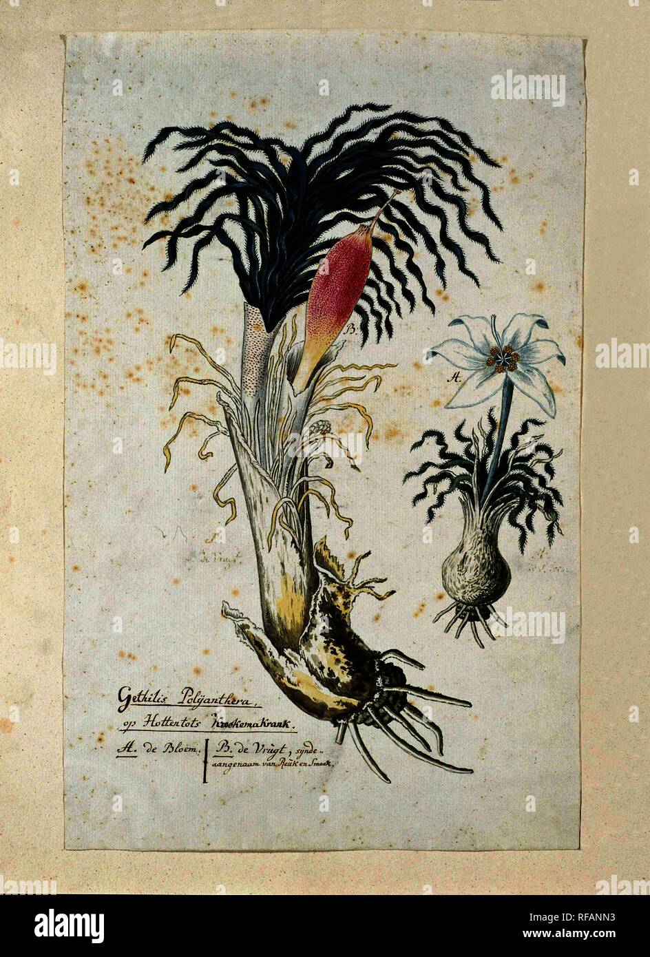 Gethyllis ciliaris (Koekemakranka). Draughtsman: Robert Jacob Gordon. Dating: Oct-1777 - Mar-1786. Measurements: h 660 mm × w 480 mm; h 430 mm × w 274 mm. Museum: Rijksmuseum, Amsterdam. Stock Photo