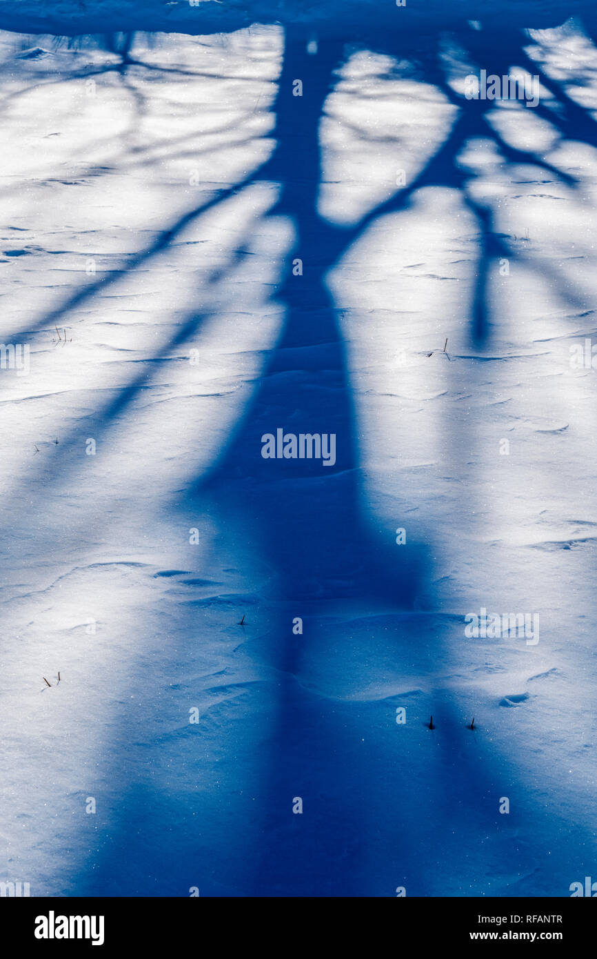 Trees cast abstract shadows on fresh snow; Vandaveer Ranch; Salida; Colorado; USA Stock Photo