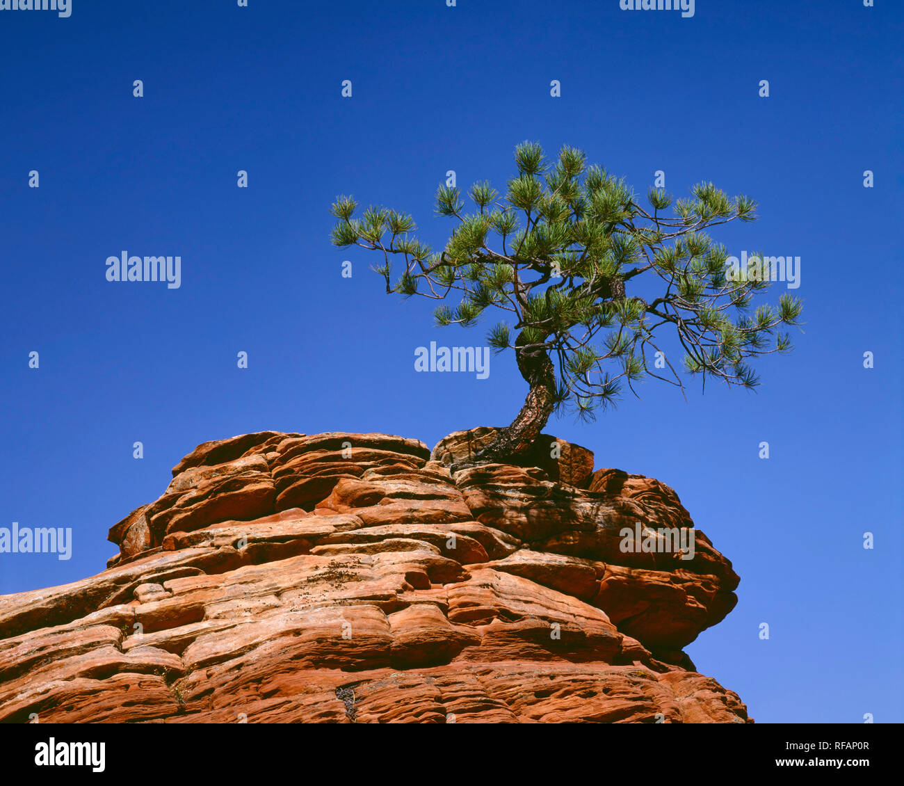 USA, Utah, Zion National Park, Pinyon pine tree grows atop layered Navajo Sandstone. Stock Photo