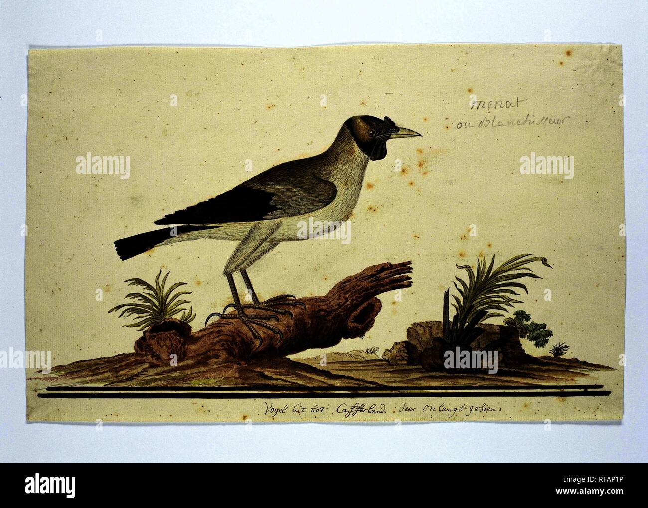 Lilac (Creatophora cinerea): a female. Draughtsman: Robert Jacob Gordon. Dating: Oct-1777 - Mar-1786. Measurements: h 660 mm × w 480 mm; h 247 mm × w 399 mm; h 225 mm × w 399 mm. Museum: Rijksmuseum, Amsterdam. Stock Photo