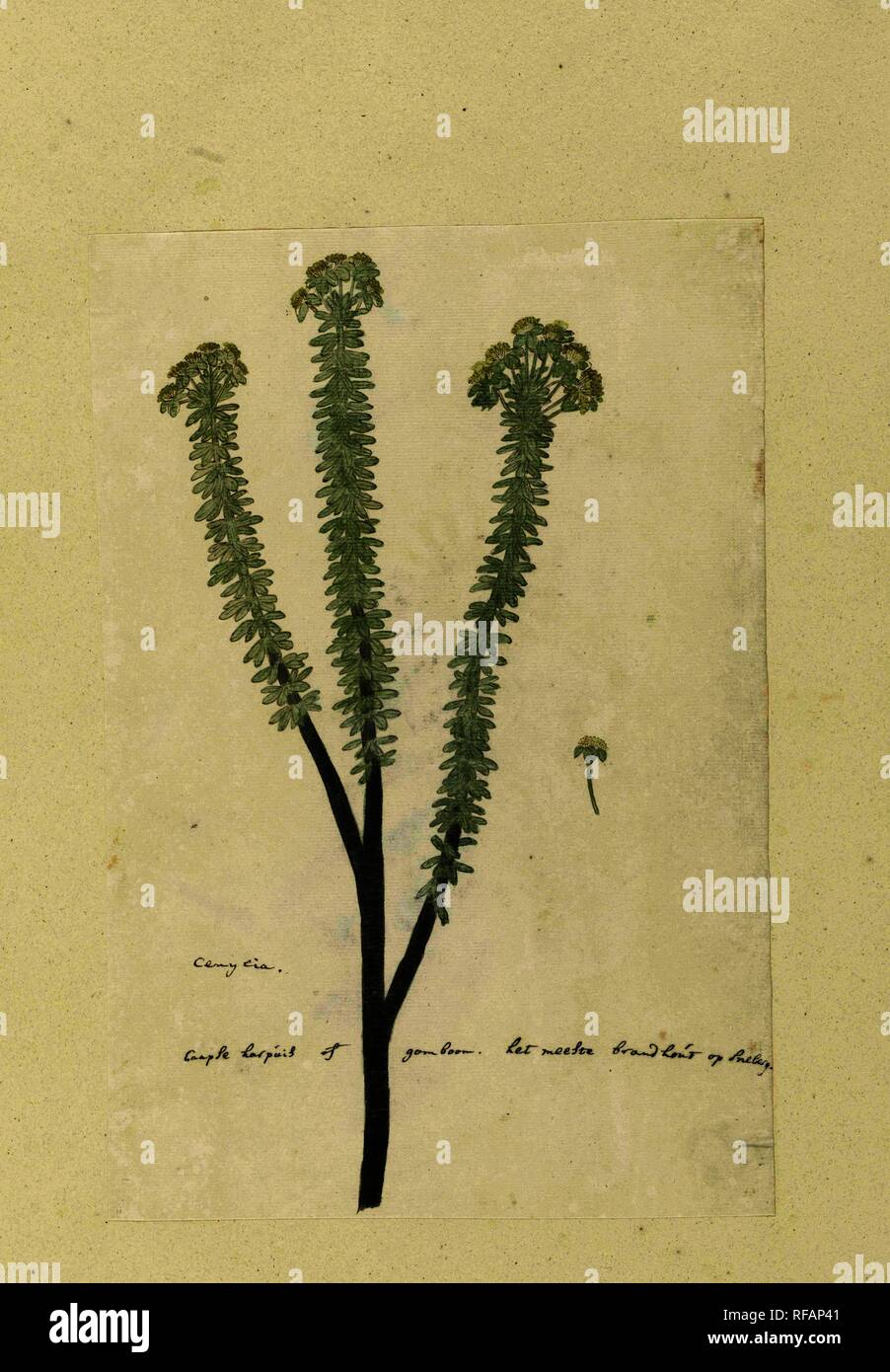 Euryops lateriflorus (L.f.) DC. (Cape gumtree). Draughtsman: Robert Jacob Gordon. Dating: Oct-1777 - Mar-1786. Measurements: h 660 mm × w 480 mm; h 335 mm × w 225 mm. Museum: Rijksmuseum, Amsterdam. Stock Photo