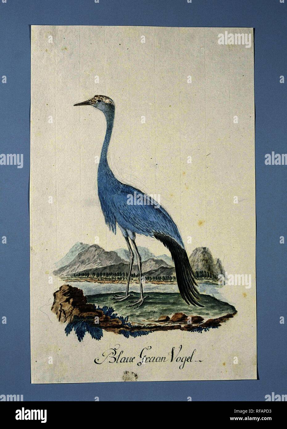 Anthropoides paradisea (Blue crane or Stanley crane). Draughtsman: Robert Jacob Gordon (attributed to). Dating: Oct-1777 - Mar-1786. Measurements: h 660 mm × w 480 mm; h 395 mm × w 248 mm. Museum: Rijksmuseum, Amsterdam. Stock Photo