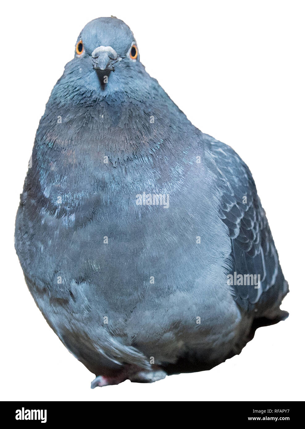 Live pic Cut Out Stock Images Pictures Alamy