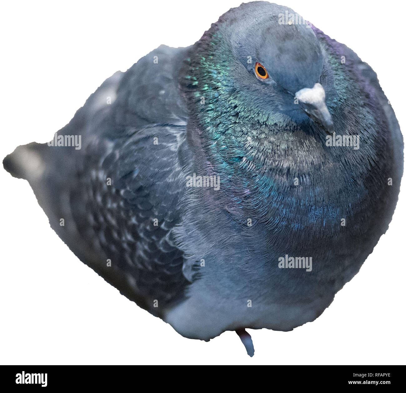 Cut out images of Pigeons.  The Pigeon, seen by most as pests and vermin, these common pigeons make their homes in small spaces and feed off of food scraps. Credit: Colin Fisher/Alamy Live News Stock Photo