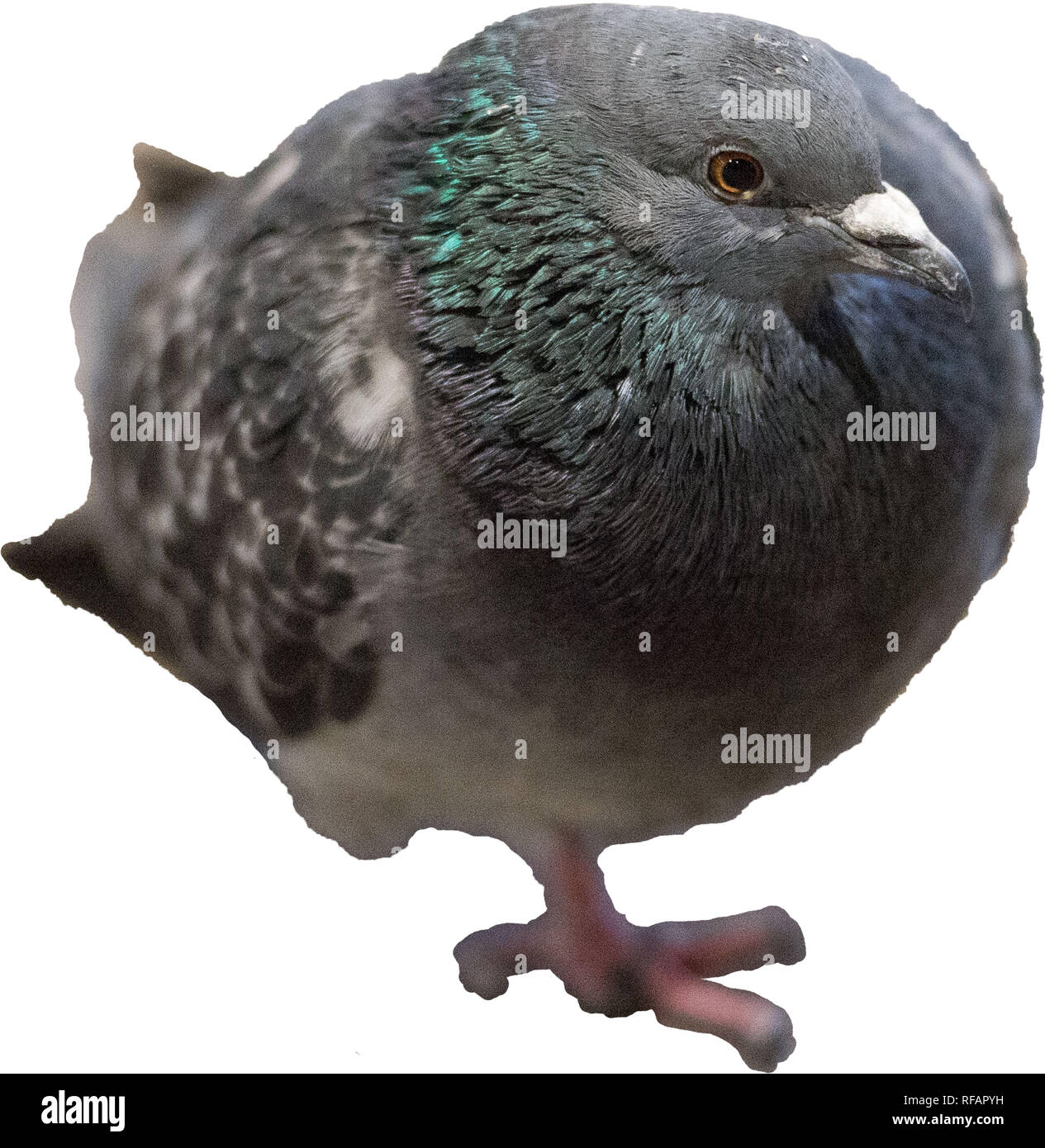 Cut out images of Pigeons.  The Pigeon, seen by most as pests and vermin, these common pigeons make their homes in small spaces and feed off of food scraps. Credit: Colin Fisher/Alamy Live News Stock Photo