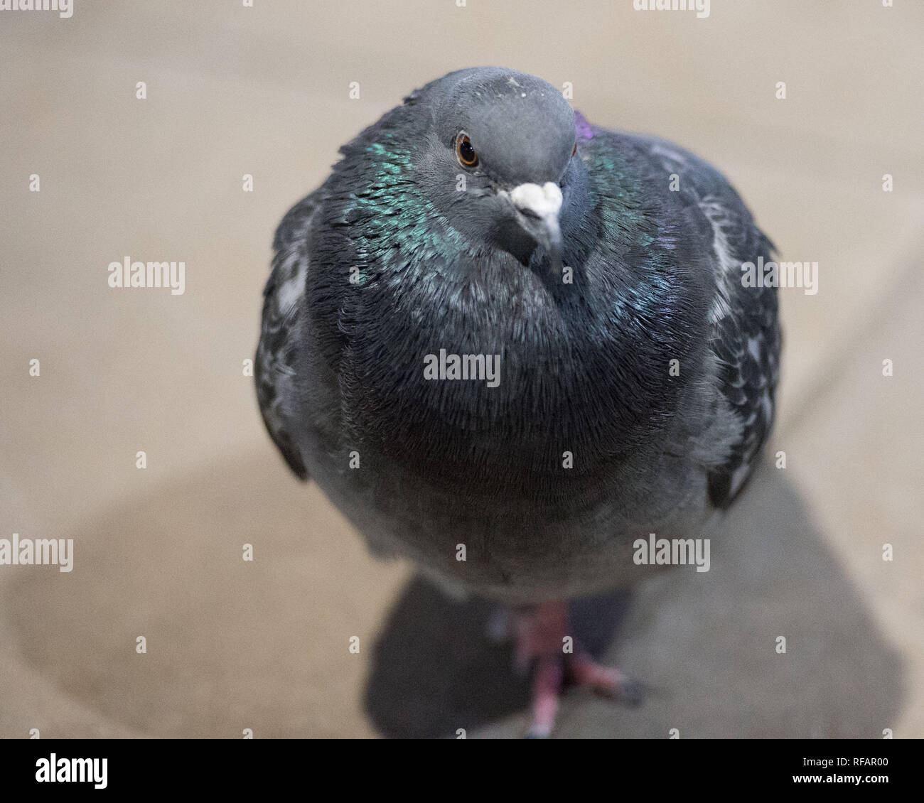 Edinburgh, UK. 23 January 2019.  Residents of Waverley Station - The Pigeon, seen by most as pests and vermin, these common pigeons make the nation their home due to the relative warmer temperatures inside the protective canopy away from the element, and an abundance of food left by the tens of thousands of travellers which pass through this interchange on a daily basis. Credit: Colin Fisher/Alamy Live News Stock Photo