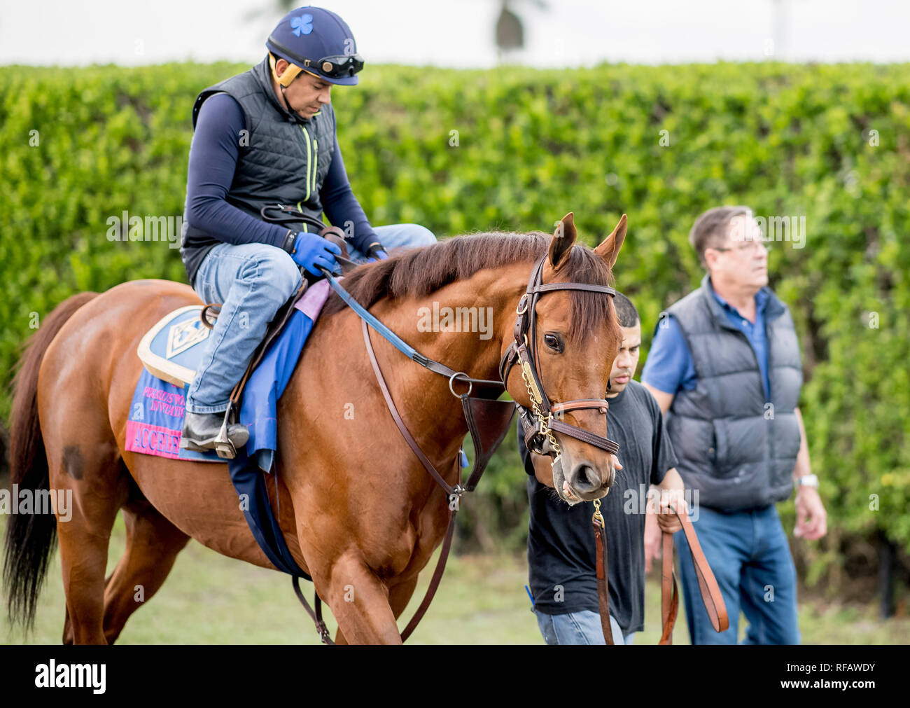 Hallandale Beach, Florida, USA. 24th Jan, 2019. January 24, 2019: Accelerate walks to the track with Trainer John Sadler to exercise in preparation for the Pegasus World Cup Invitational on January 24, 2019 at Gulfstream Park in Hallandale Beach, Florida. Scott Serio/Eclipse Sportswire/CSM/Alamy Live News Stock Photo