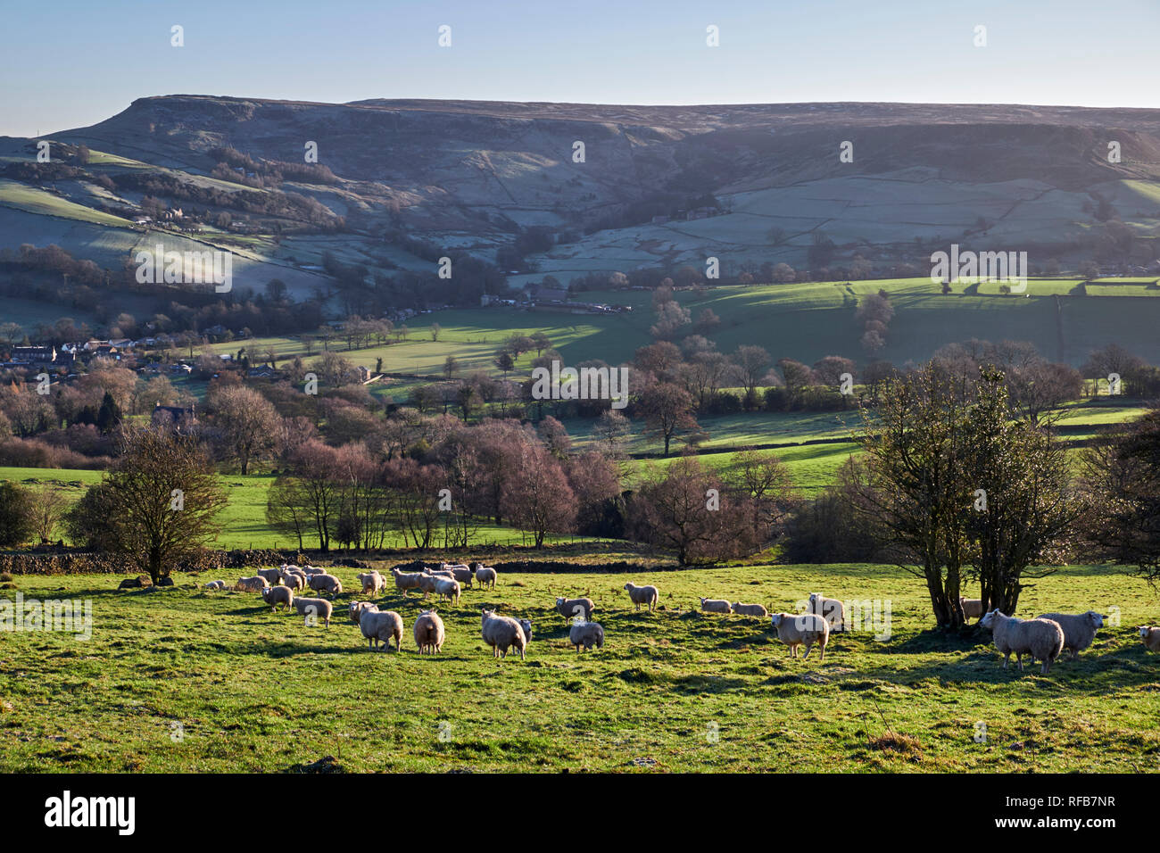 Sheep in field above Chapel-en-le-Frith. Peak District National Park, Derbyshire, England. Stock Photo