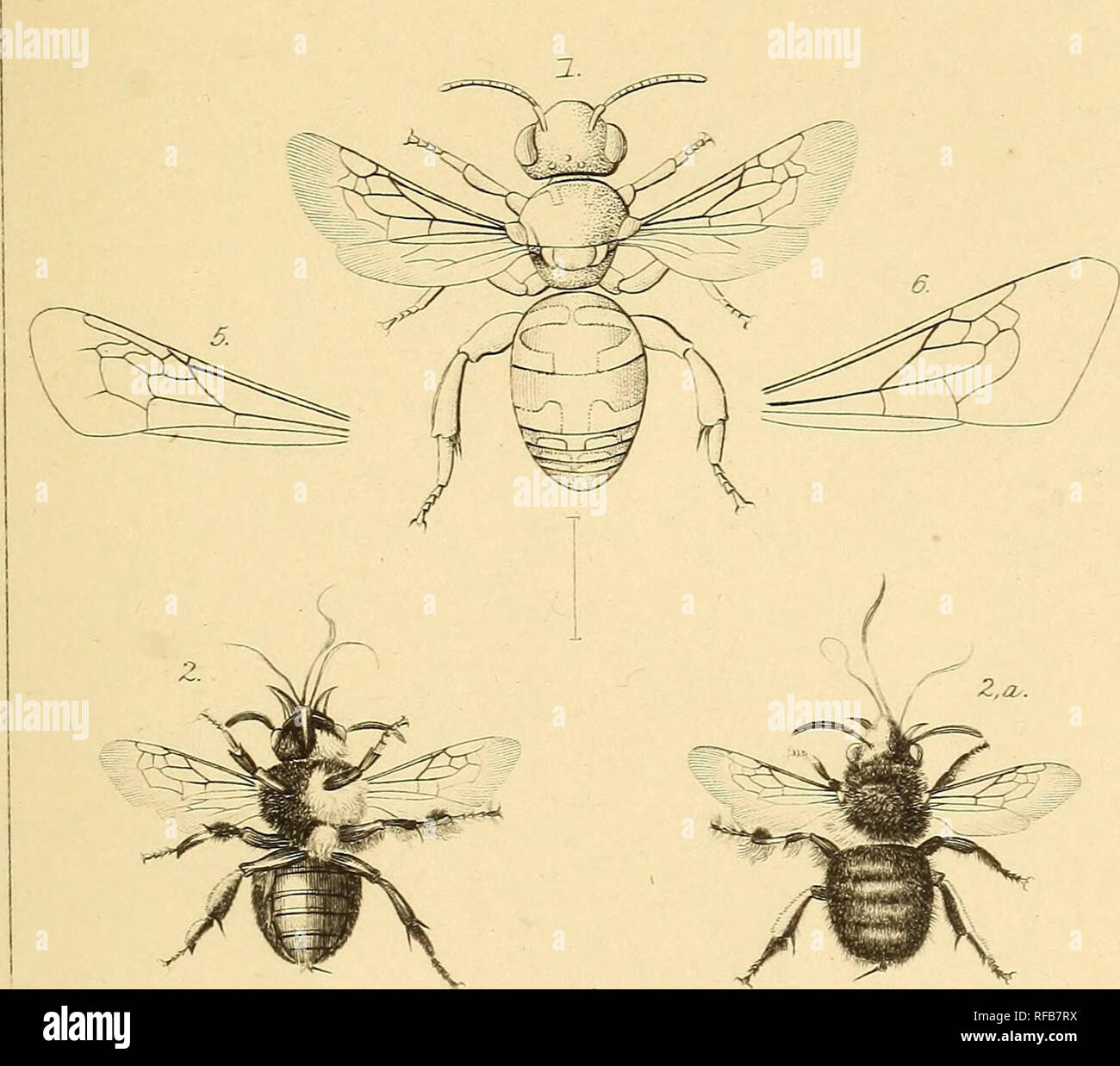 Catalogue Of British Hymenoptera In The British Museum Bees
