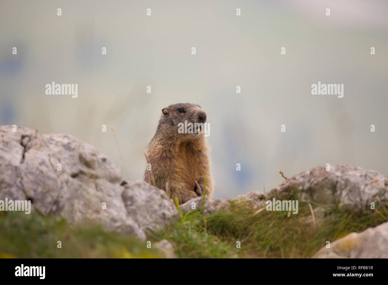 Alpine marmot (Marmota marmota) sitting on the rock Stock Photo