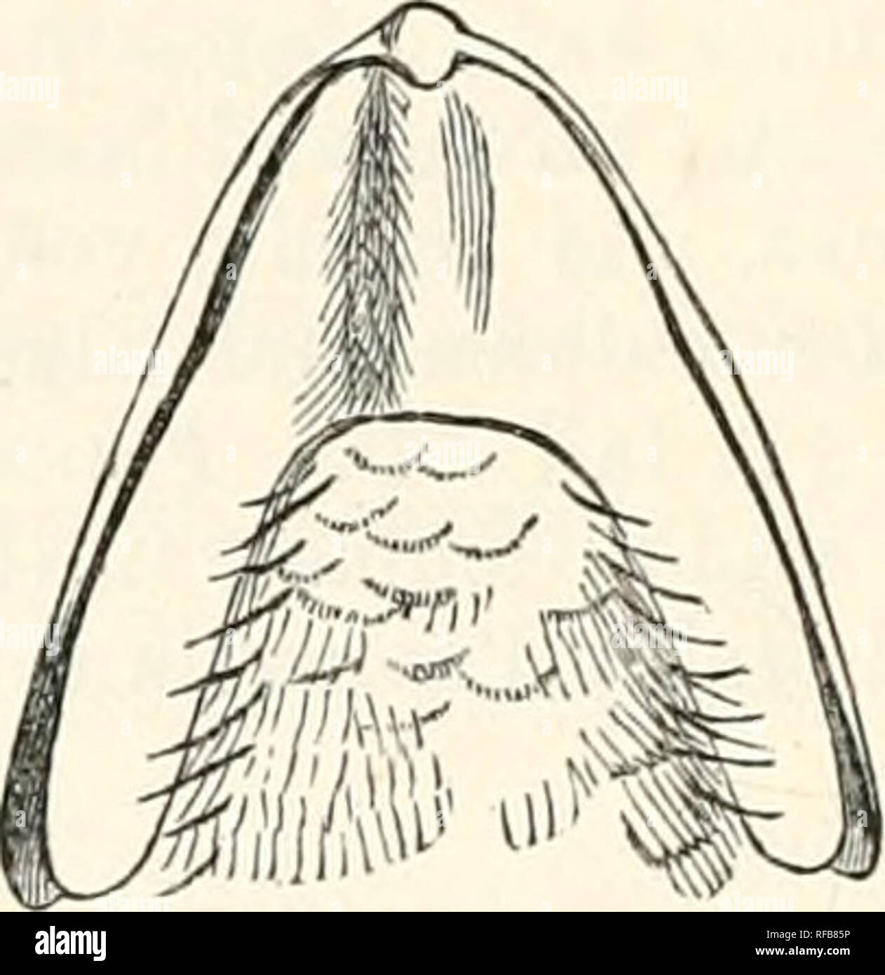 Catalogue Of The Birds In The British Museum 4g6 Euryl Smidje V U S Ad V 2 Ad Sk W J Ad R Y J Ad Sk Z A Quot D Ad B Quot