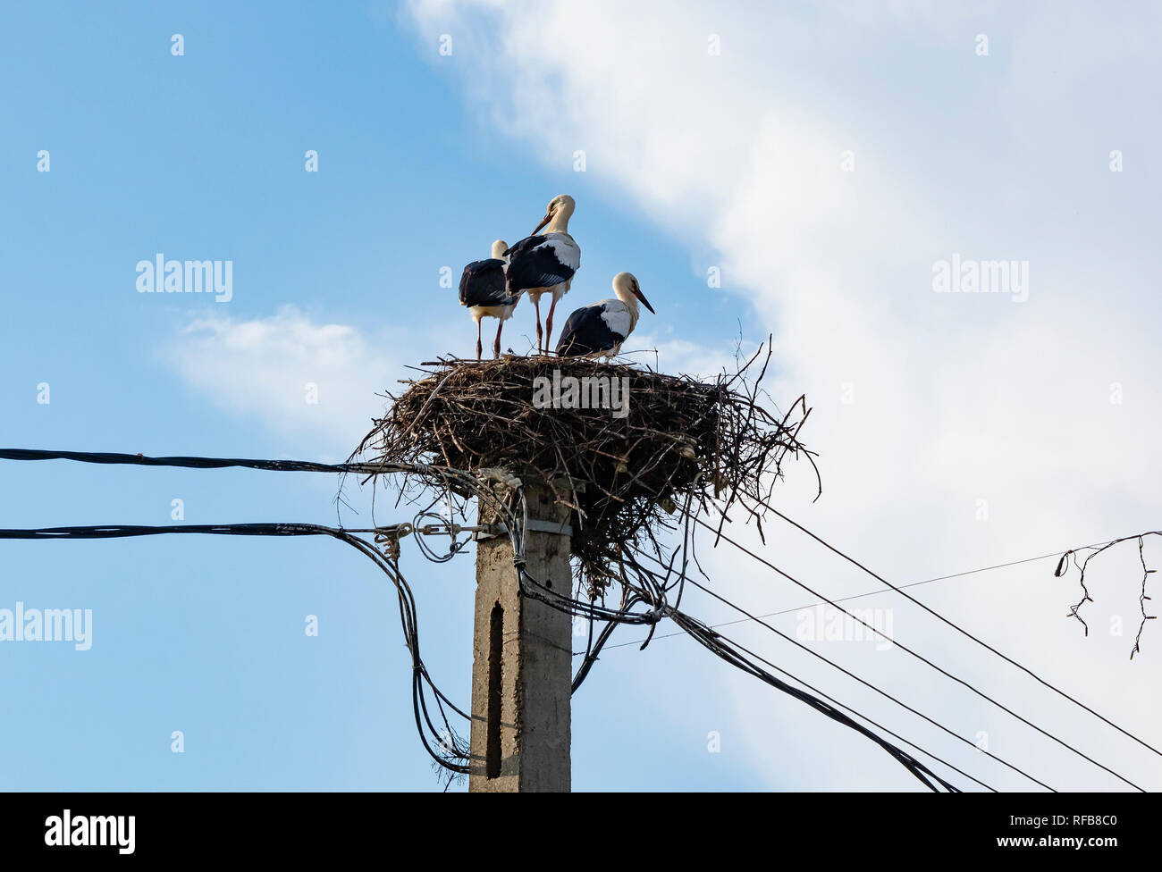 Three storks in a big nest, built on a concrete electricity pole Stock Photo