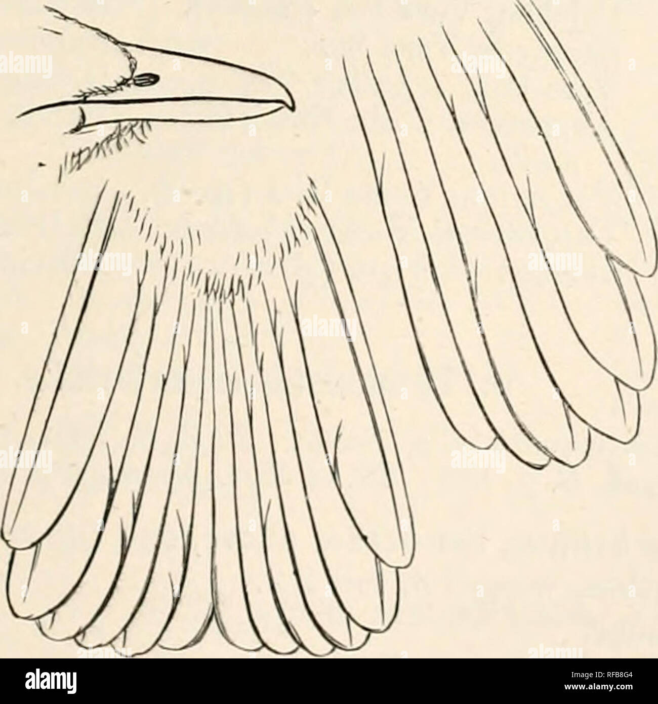 . Catalogue of the Birds in the British Museum. Head of Biatas nigropectus. Above reddish brown; cap black, encircled by a narrow nuchal band of buffy white; wing-coverts, margins of remiges, and tail clear rufous: beneath brown; chin white; large pectoral shield black: whole length 6-8 inches, wing 3-2, tail 3. Female similar but head chestnut-brown and without the pectoral patch * Hah. S.E. Brazil. a. (S ad. st. b. S ad. sk. c. (S ad. sk. Brazil. Brazil. South America. Purchased. Salvin-Godman Coll. Sclater CoU. 5. THAMNISTES.t Thamnistes, Scl. et Salv. P. Z. S. 1860, p. 299 Type. T. anabati Stock Photo