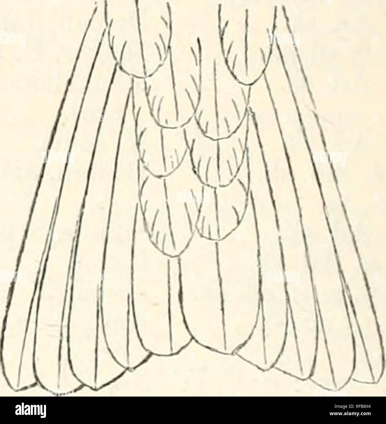 Catalogue of the Birds in the British Museum. . Tail of Microp'n,&lt;  affinis. Tail of Microptts siihfurcaiiis. 12. Micropus subfurcatus.  Cvpselus subfurcatus, Plyth, Joinn. As. Sac. Beng. xviii. p. 807 â (