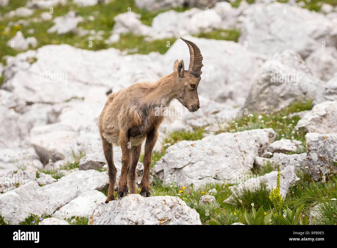 Alpine ibex (Capra ibex) perched on rock Stock Photo