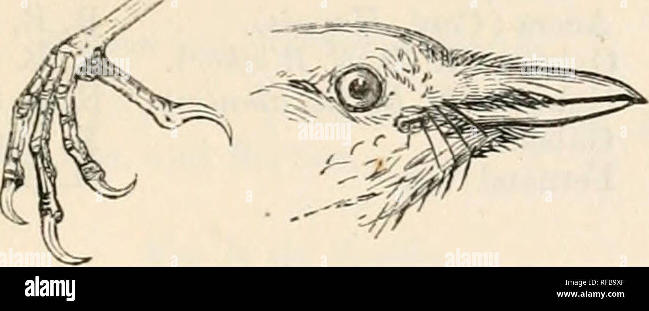 . Catalogue of the Birds in the British Museum. 12. FKASERIA. 303 irnt. Total length o-8 inclies, culmeu 0-6, wing 2-75, tail 2-7, tarsus 0-95. Male. Similar to the female (Dohrn). Hah. The same as that of the genus. II. 5 ad. sk. h. Ad. sk. c. Ad. sk. Prince's Island. Prince's Island. Gaboon. Dr. A. Dohrn [C.l. Dr. A. Dohrn [C.]. M. Verreaux. 12. FRASERIA. Fraseria, Bp. C. R. xxxix. p. o-jG (1854) .. Eucneniidia, Heine, J. f. O. 18G0, p. 1.34 . Type. F. ochreata. F. ochreata.. Claw and head uf Fru^friii ochrmta. Eanije. Confined to Africa. Keij to the Species. a. Grey abore, with no white spo Stock Photo