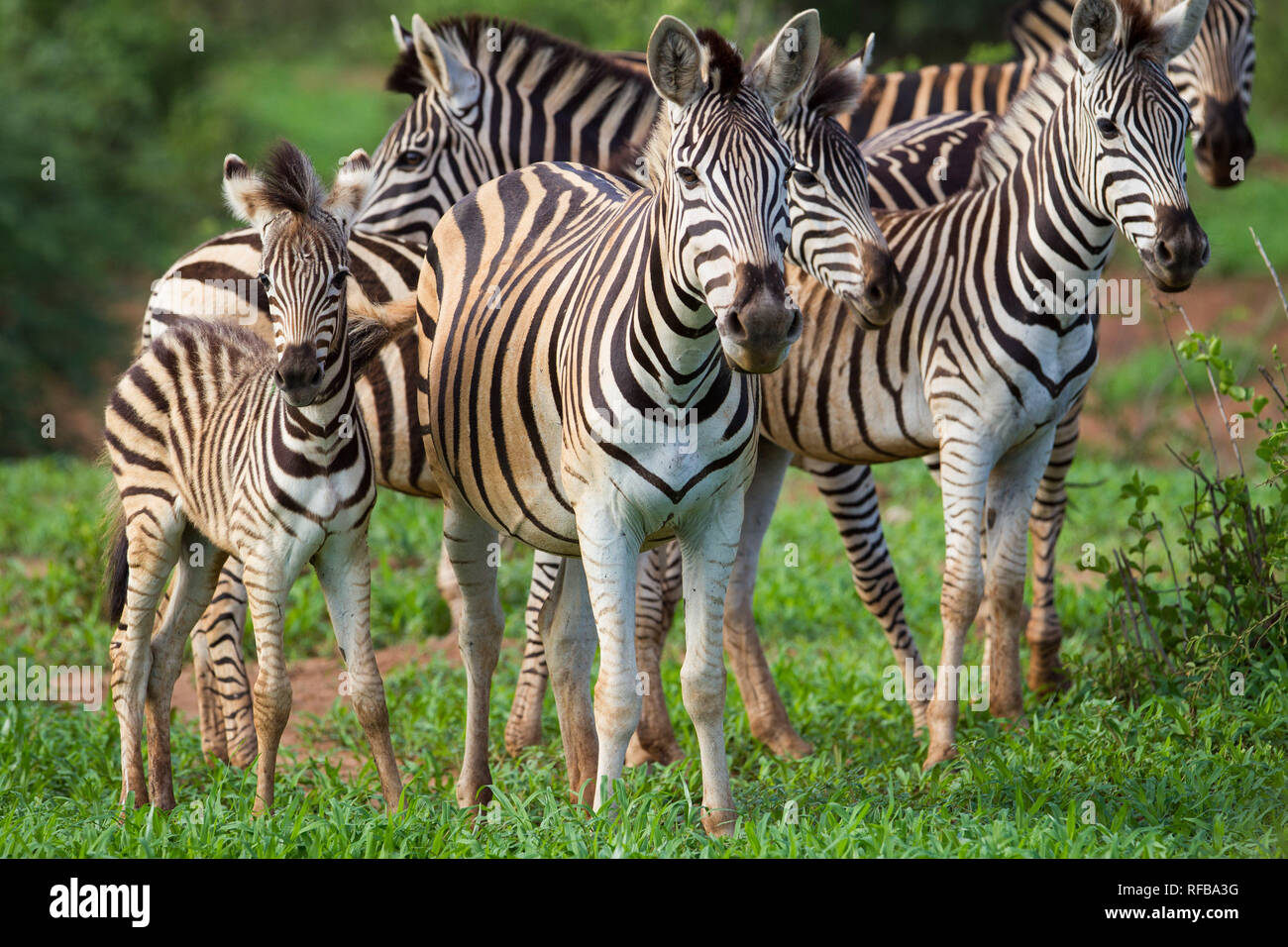 The Pafuri region in the far north of Kruger National Park is a stunning destination for a safari with plenty of wildlife and incredible landscapes. Stock Photo