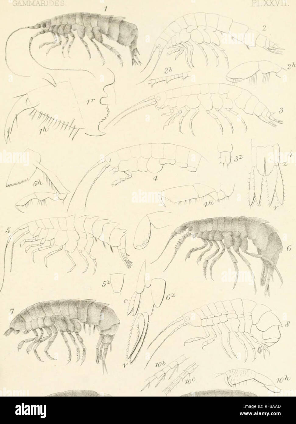 . Catalogue of the specimens of amphipodous Crustacea in the collection of the British Museum by C. Spence Bate. Amphipoda. GAlvIMARJDES. / K'^') V  / ' &gt; â ' ^ l in- M-n^ C SB Liii.MJB. A^usljispinosiis 2.A.simplex 3.A.fLssicauiia. 4.A.Capeiisis. S.EhBrusapiMiflOa. e.Ph. cimis. VThlDicuspis. 8.Pli.Costata. 9.PiLiicicok.lO.Ph.BaiTetti.. Please note that these images are extracted from scanned page images that may have been digitally enhanced for readability - coloration and appearance of these illustrations may not perfectly resemble the original work.. British Museum (Natural History). D Stock Photo