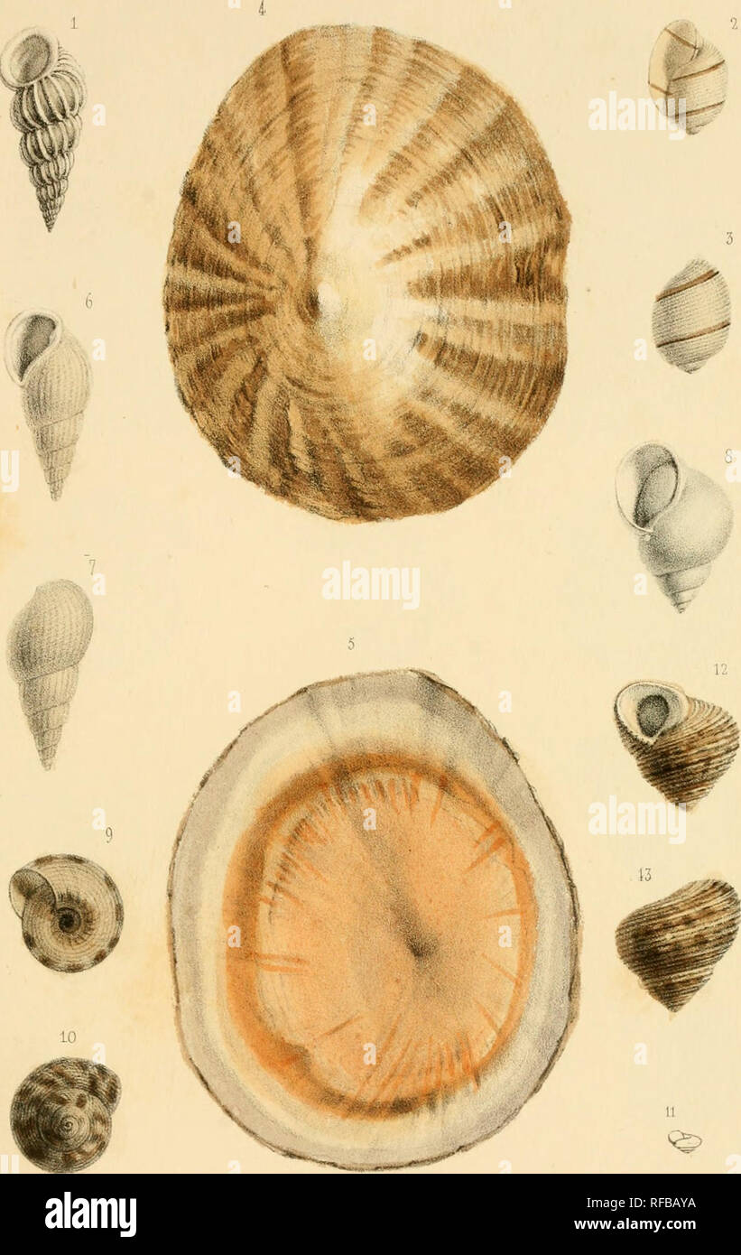 Catalogue Des Mollusques De L Ile De La Reunion Bourbon Mollusks Conchyliologie Pl 8 11 Xxav Ilevasaeur Iih 1 Scalana Perplexa Pease I Obulla Vitrea Fease S Phasianella Vilrea Desh 4 Vllmbrella
