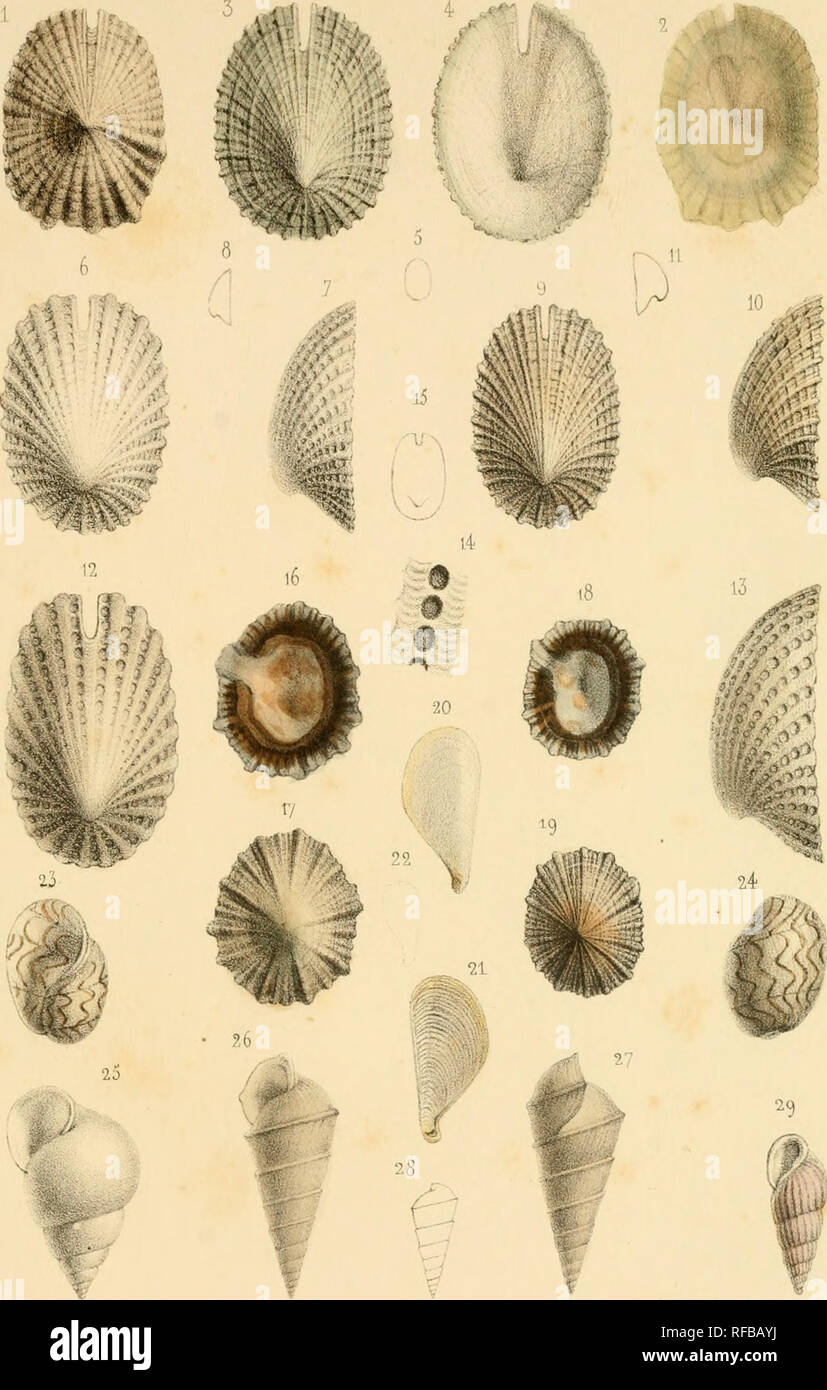Catalogue Des Mollusques De L A Le De La Ra C Union Bourbon Mollusks Conctlyr Lologlk Pl 7 Pl Xxxiv A Leva 9 11 Spmosa Feneslrala Id 19 Siphoiiaria Parcicoslala Desl A Il Dolaljrifera Maillardi 24 Bulla