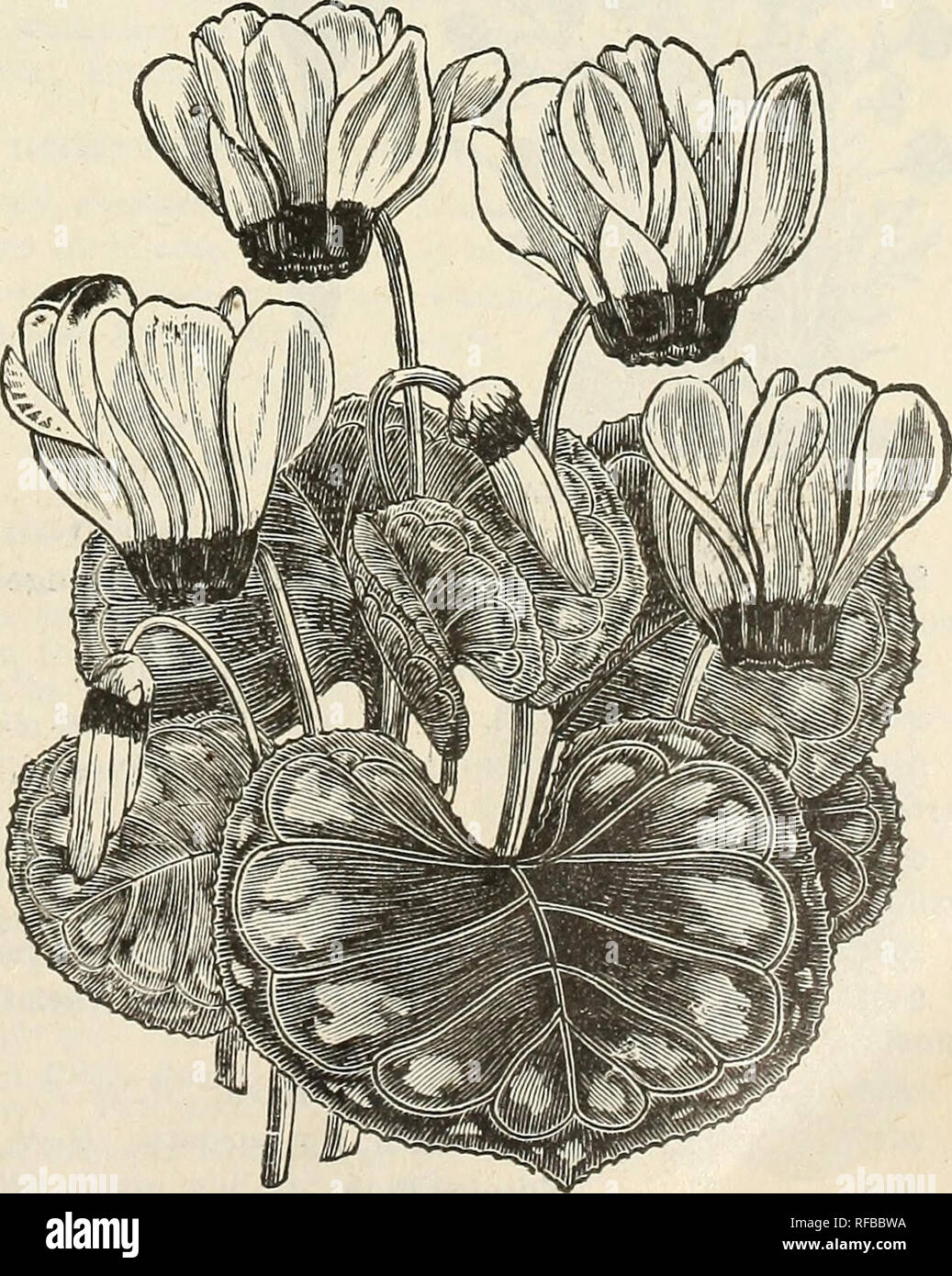 Page 7 - Calliopsis Flower High Resolution Stock Photography and Images -  Alamy