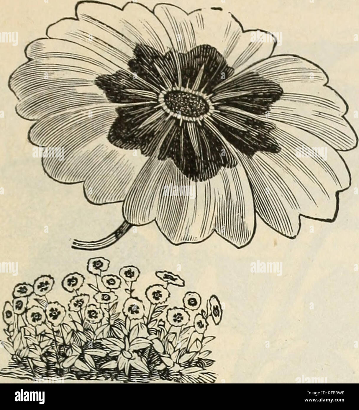 . Catalogue 1892 : tested seeds. Seeds Catalogs; Vegetables Seeds Catalogs; Flowers Seeds Catalogs; Fruit Seeds Catalogs; Nurseries (Horticulture) Catalogs. TESTED FLOWER SEEr)S. 55. COREOPSIS or CALLIOPSIS. COREOPSIS or CALLIOPSIS. Very showy, beautiful flowering plants; mainly hardy annuals; 1 to 2 ft. 3511. Atkinsoni. A beautiful biennial; blooming the first season. Yellow and brown; 2 ft. Pkt., 5c. 2513. Bicolor. Golden yellow; centre brown: IVk ft. Pkt., 5c. 3513. (^oroiiatii. Yellow crown flower; 1ft. .1. Pkt., 5c. 3514. Druniinondii. Yellow and red ; very flne; IV2 ft. A. Pkt,, 5c. 2515 Stock Photo