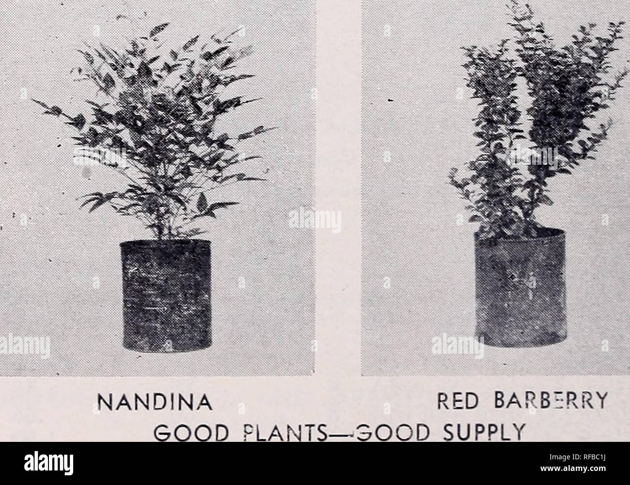 . Catalogue : 1953 - 1954. Nurseries (Horticulture) Catalogs; Nursery stock Catalogs; Evergreens Catalogs; Trees Catalogs; Shrubs Catalogs; Climbing plants Catalogs; Junipers Catalogs; Conifers Catalogs. HUME HOLLY AND MAGNOLIA LINERS Percentage and uniformity of growth mak-es potted liners the best buy. Mahonia bealei LEATHERLEAF MAHONIA Great popularity has caused buying in advance of this plant. As a result all stock is sold since January 1953. Every effort to obtain more stock is being made. We may be able to provide it for you yet. Myrica cerifera SOUTHERN WAXMYRTLE BAYBERRY Leaves spicil Stock Photo