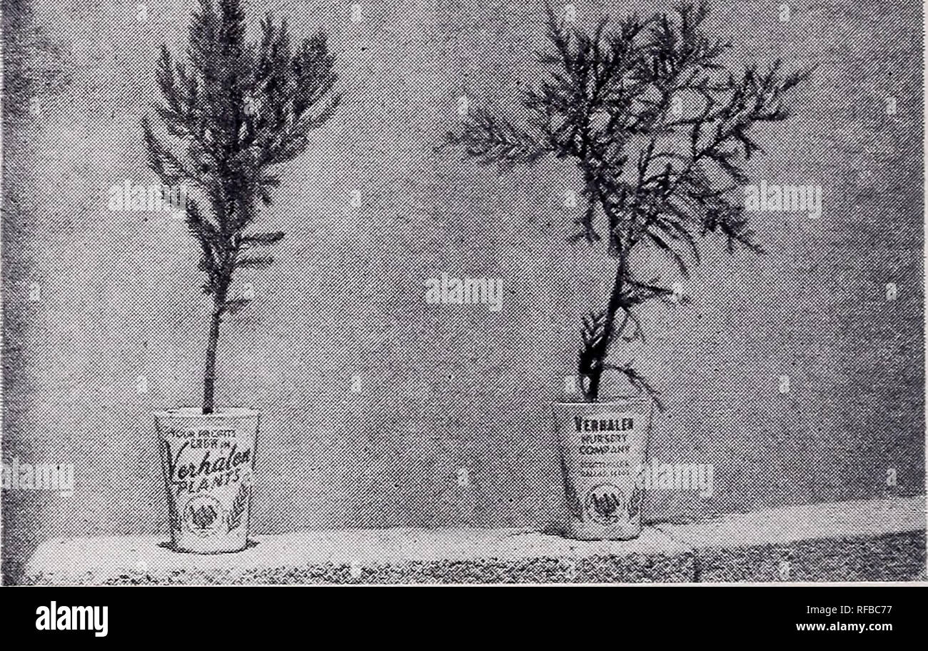 . Catalogue : 1953 - 1954. Nurseries (Horticulture) Catalogs; Nursery stock Catalogs; Evergreens Catalogs; Trees Catalogs; Shrubs Catalogs; Climbing plants Catalogs; Junipers Catalogs; Conifers Catalogs. 1© VERHALEN NURSERY CO. Juniperus communis depressa vaseshape....VASE SHAPE JUNIPER New, symmetrically bowl-shaped. Does not sunburn. 4 feet. 10 or More F.O.B. Daillas F.O.B. Less than 10 Weight Nursery at Nursery Liners, 2 Ms inch pots $ .15 $ .15 1 gallon 8 .50 .55 Juniperus communis hibernica fastigiata IRISH JUNIPER An exceedingly narrow form cf upright pillar-like Juniper which is weather Stock Photo