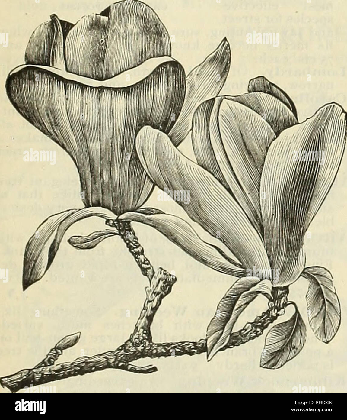 . Catalogue 1895 : everything for the fruit grower. Nurseries (Horticulture) Ohio Bridgeport Catalogs; Fruit trees Seedlings Catalogs; Fruit Catalogs; Plants, Ornamental Catalogs. CAMPERDOWN WEEPING ELM. LINDEN, European. A pyramidal tree, with large leaves and fragrant flowers. 75 cts. and $1 each. American. A rapid-growing, beautiful native tree, with very large leaves and fragrant flowers ; fine for street-planting, giving quick shade in spring. 50 cts., 75 cts. ana $1 each. lilQUIDAMBAR (Sweet-Gum). Leaves star-shaped, dark green in summer ; very glossy, changing to crimson in autumn; pyra Stock Photo