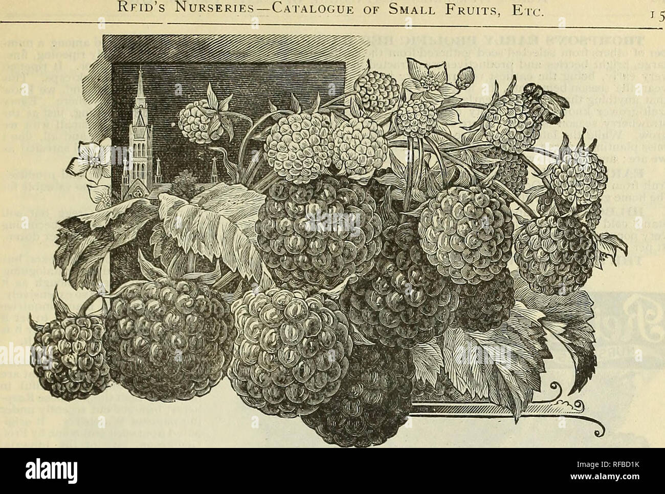 . Catalogue 1895 : everything for the fruit grower. Nurseries (Horticulture) Ohio Bridgeport Catalogs; Fruit trees Seedlings Catalogs; Fruit Catalogs; Plants, Ornamental Catalogs. ROYAL CHURCH. ROYAIi CHURCH, This promising new raspberry originated in Ofiio, and the claims for this valuable berrj'seem borne out by the testimonials of our leadmg horticulturists as to its merits ; the introducer describes it as'follows : &quot;Berry lar»e, dark crimson, hardy, firm and of good quality. Flavor exceedingly delicious, aromatic and sprightly, and outsells other varieties in the market. It is excelle Stock Photo