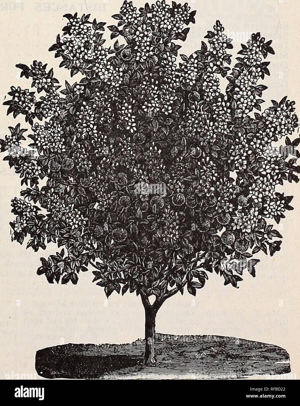 . Catalogue 1894 : everything for the fruit grower. Nurseries (Horticulture) Ohio Bridgeport Catalogs; Fruit trees Seedlings Catalogs; Fruit Catalogs; Nut trees Seedlings Catalogs; Trees Seedlings Catalogs; Flowers Catalogs. ELEAGNUS LONGIPES. ELEAQNUS LONGIPES. This new and valuable acquisition, a native of Japan, is one of our most promising new fruits, and we highly recommend it for more general planting. It is worthy a place in both fruit and ornamental collections, as its beautiful shape as a shrub, with its dark green foliage, makes it a very conspicuous sight, especially when loaded wit Stock Photo