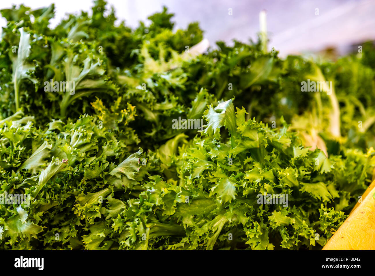 Frisee closeup hi-res stock photography and images - Alamy