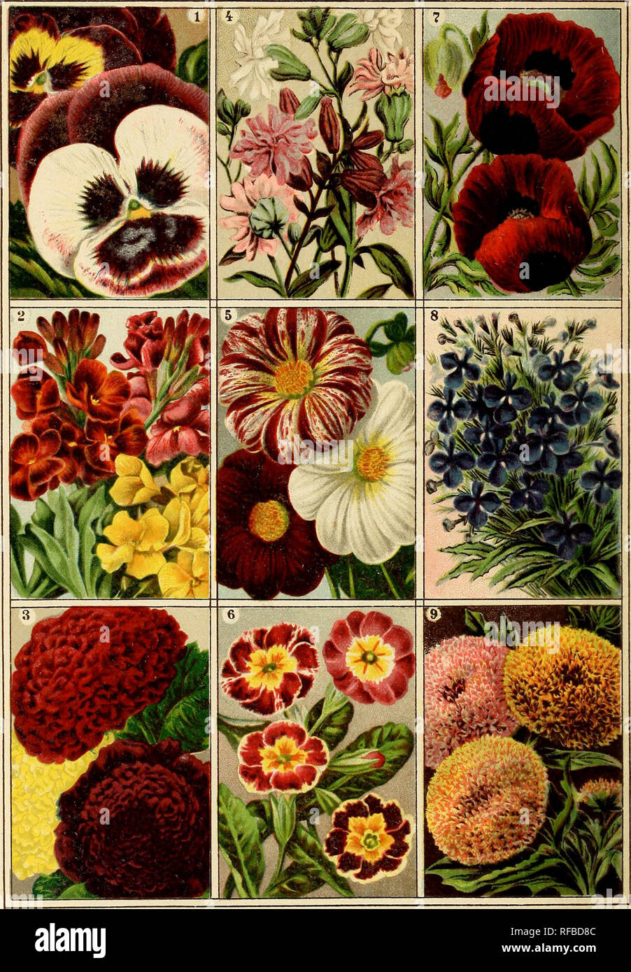. Catalogue 1891 : W. R. Strong Company California seeds, trees &amp; nursery stock. Nurseries (Horticulture) California Sacramento Catalogs; Vegetables Seeds Catalogs; Trees Seeds Catalogs; Flowers Seeds Catalogs; Fruit trees Seedlings Catalogs. COLLECTION A. OF STRONG'S CHOICE FLOWER SEEDS FOR 60 CTS VALUE 85 CIS.. No. 1. Pan sie s-Pense e s. No. 4 Silene pendula- No. 7. Sirgle Poppy. Strong's Very Large-flowering. 25 cts. Mixed 5 cts. Papaver umbrosum.5 cts. No 2 Cheiranthus Cheiri. No. 5. Dahlia No. 8. Lobelia erinus Crystal Palace compacta. Single Wallflower. 5 cts. Single.lOcts. 10 cts. Stock Photo