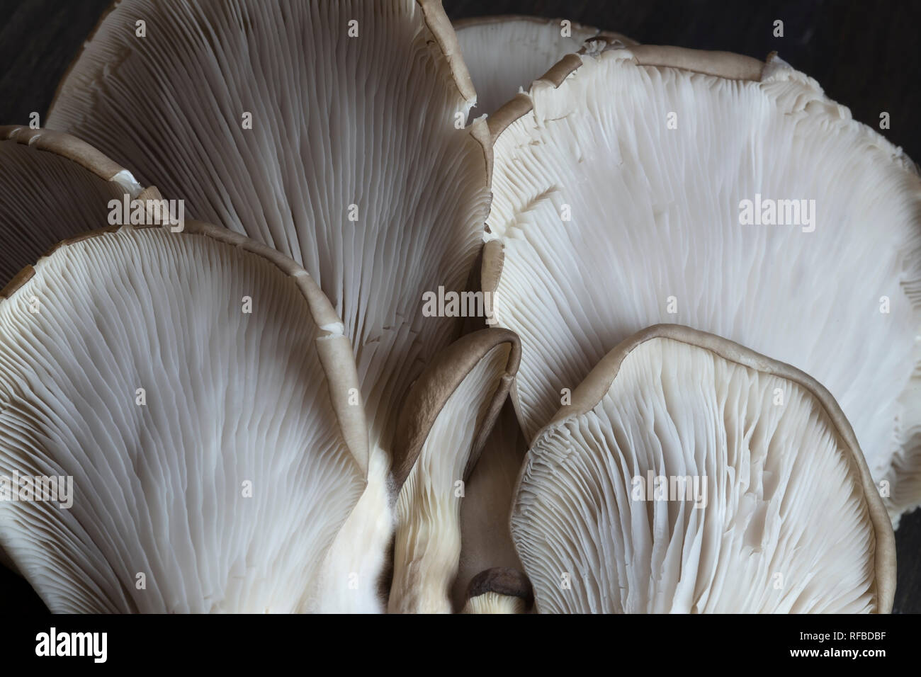 Oyster mushrooms close up Stock Photo