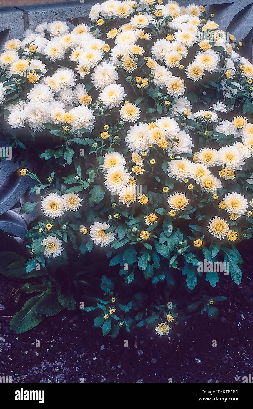 Chrysanthemum Linda a compact bushy herbaceous perennial  Flowers from late summer to late autumn is deciduous and frost hardy Stock Photo
