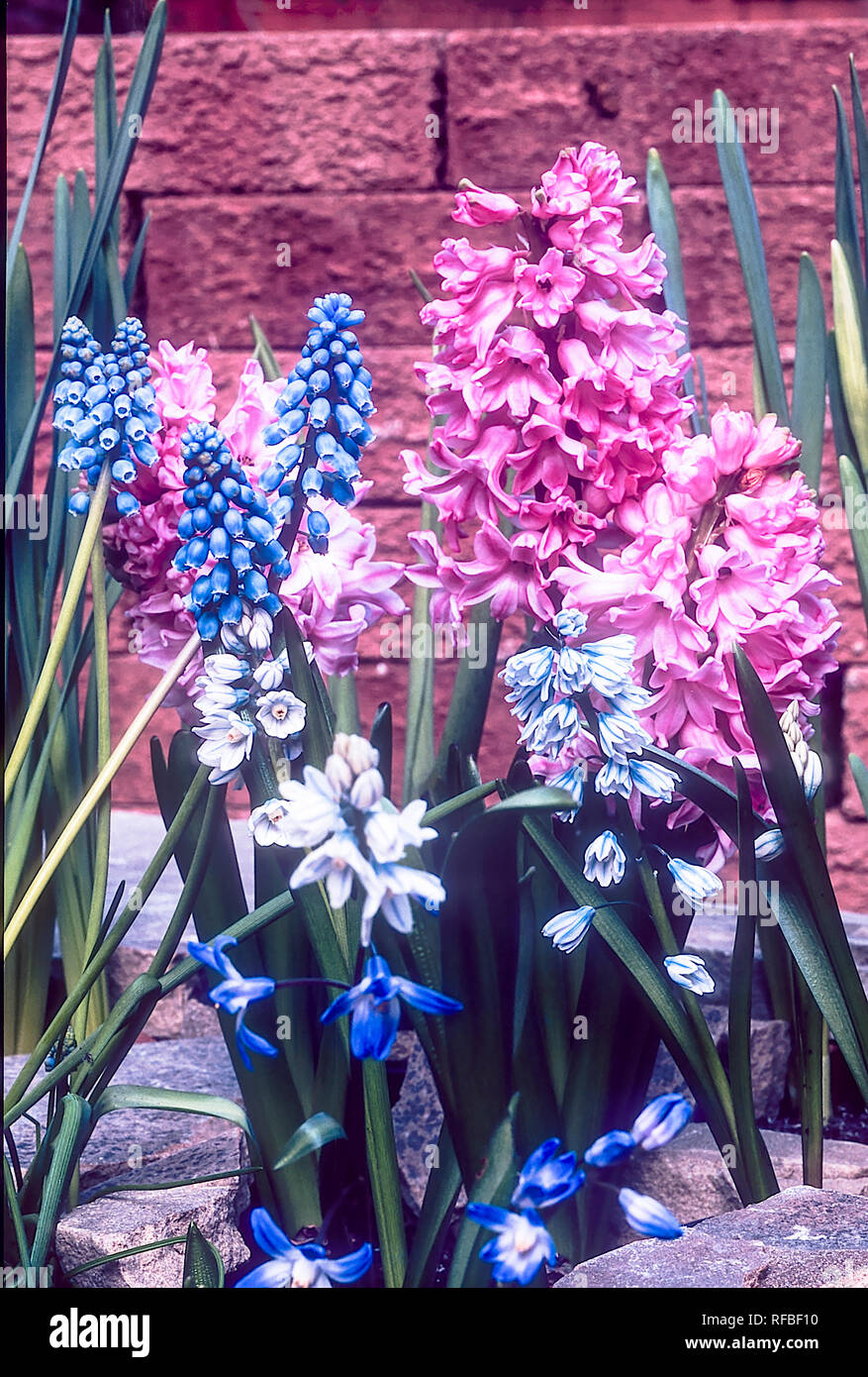 Hyacinth Muscari and Puschkinia growing togethert in border  All can be grown in a rock garden border or woodland garden  Bulbs that are frost hardy Stock Photo