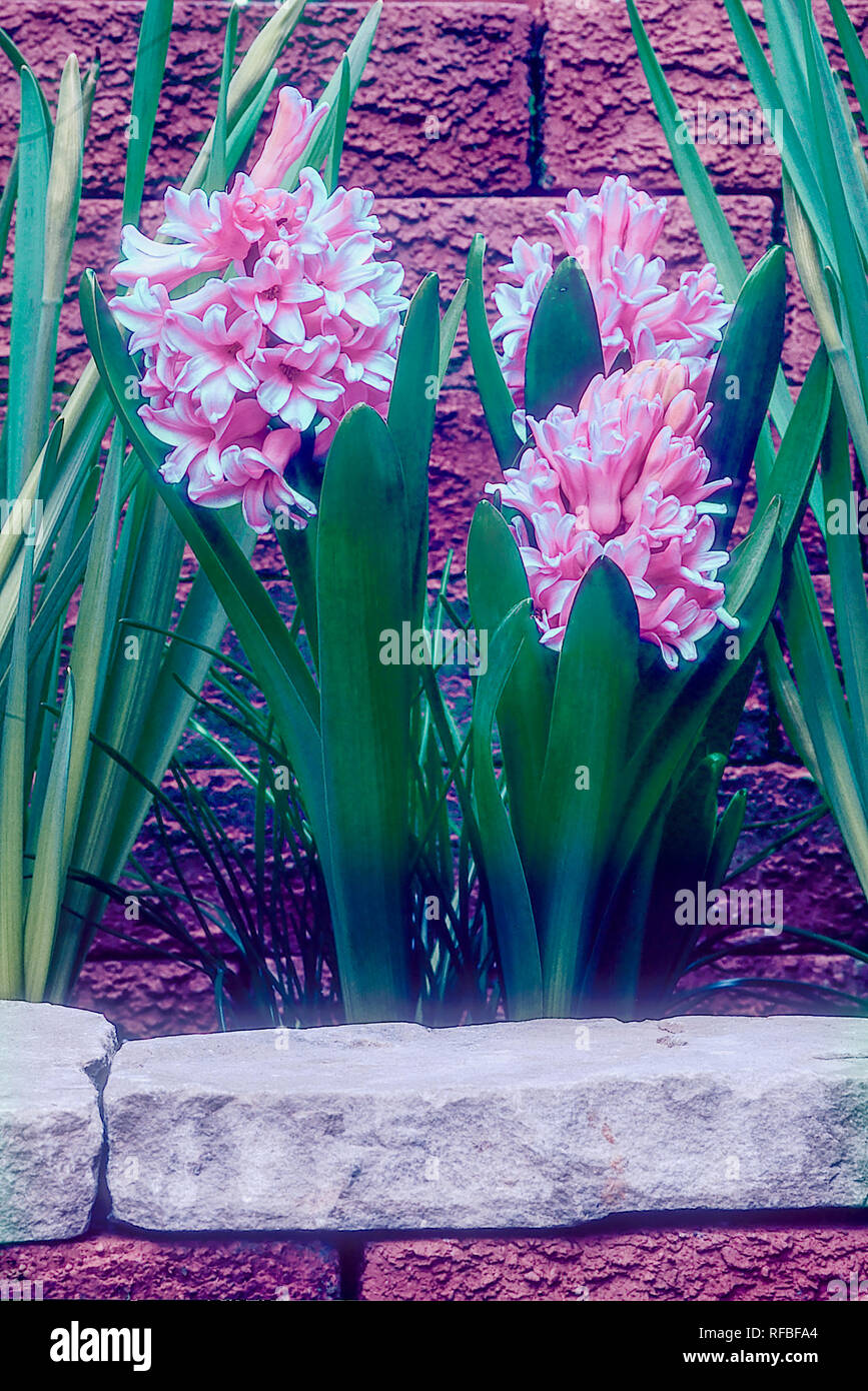 Hyacinth Anne Marie growing in small border can also be grown in a rock garden or woodland garden  Bulbs that are frost hardy Stock Photo