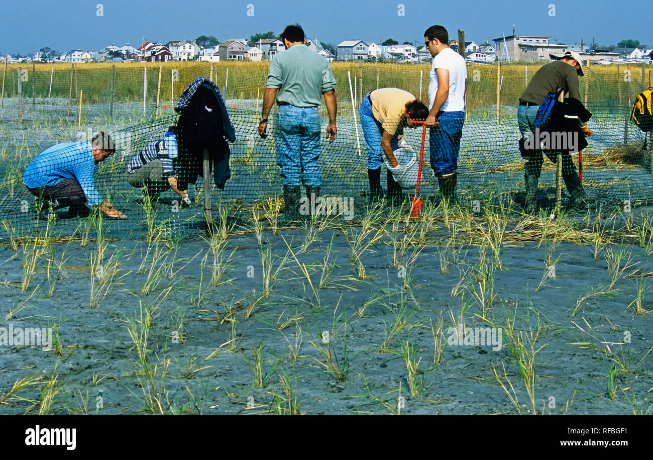Volunteers planting spartina grasses at Salt Marsh Restoration event at Jamaica Bay Wildlife Refuge Stock Photo