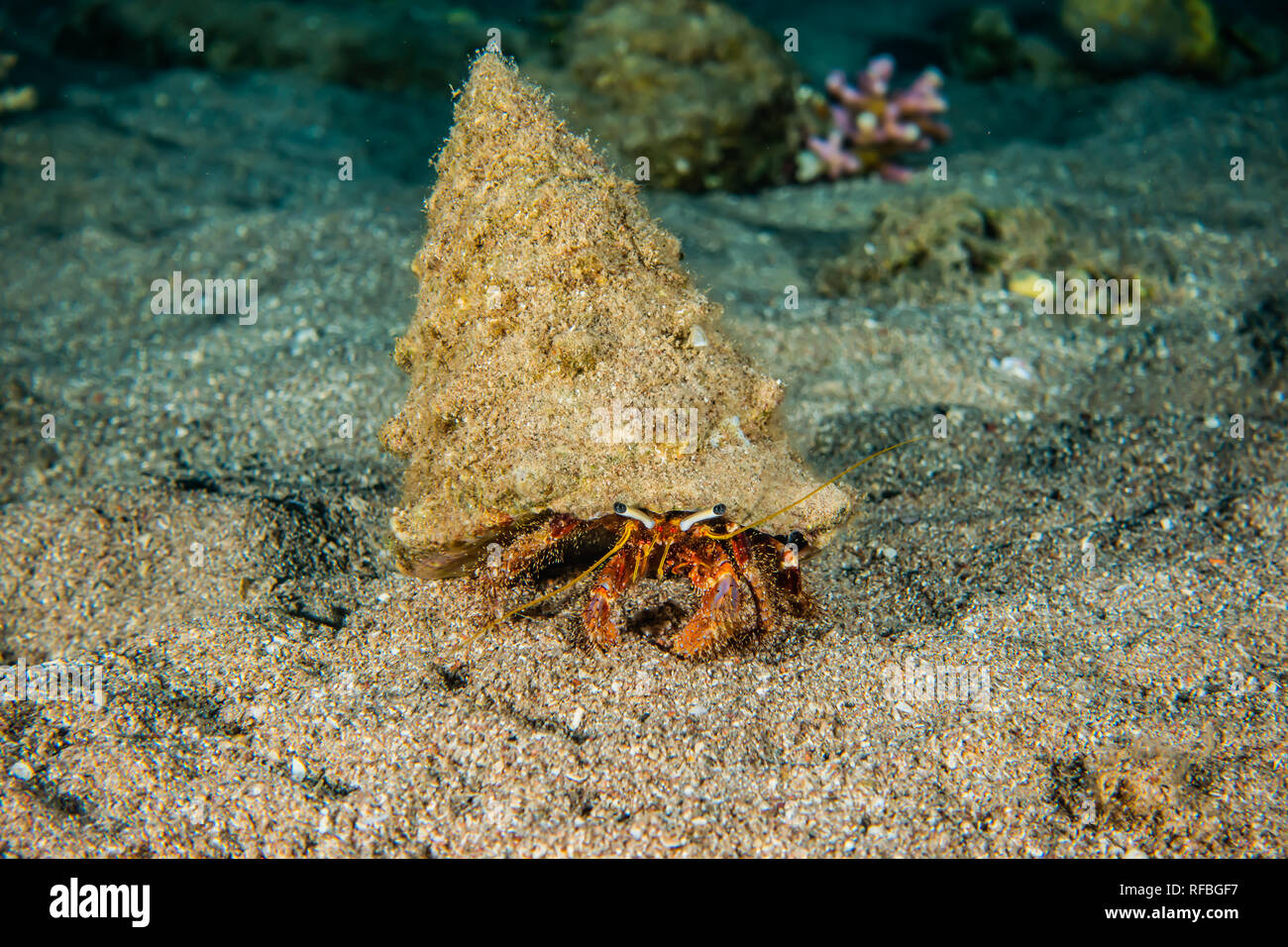 Hermit crab cheap carrier