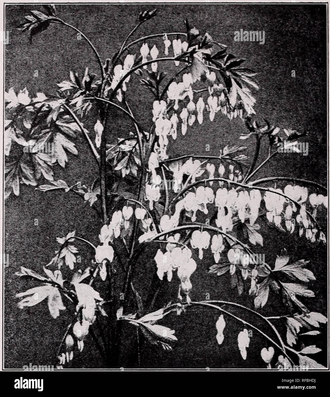Catalog and price list. Rock plants Catalogs; Rock gardens Vermont  Catalogs; Nursery stock Vermont Catalogs. BLEEDING HEART Dielytra  spectabilis, Bleeding Heart:—The old-fashioned Bleeding Heart, with its  long racemes of rosy-red, heart-shaped